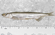 Capelin (Canadian)