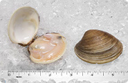 Clams (Little Neck)
