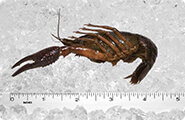 Crawfish