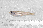 Glass Minnow