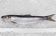 Herring 9-12 (Atlantic Canada)
