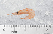 Krill (Superba)