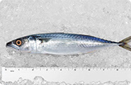 Mackerel (Pacific)