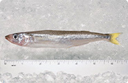 Smelt (Peruvian)
