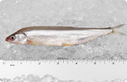Smelt (Silver)