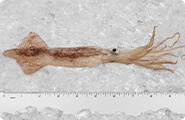 Squid (East Coast Illex)