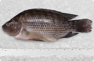 tilapia